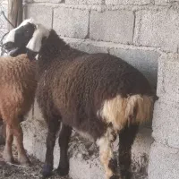 بره ی چینی و بختیاری