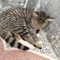 واگذاری دو بچه گربه ۸ماهه|گربه|اصفهان, عمان سامانی|دیوار