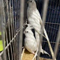 عروس هلندی البینو|پرنده|درگز, |دیوار