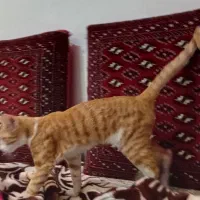 گربه نر۶ماهه زردخونگی