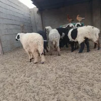 یبل|حیوانات مزرعه|هامون, |دیوار