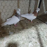 طوقی زرد نر|پرنده|اقبالیه, |دیوار