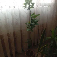 درختچه بلند بروز