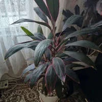 تعدادی گل طبیعی آپارتمانی|حراج|فردیس, فردیس|دیوار