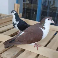 سه جفت نر وماده فروشی