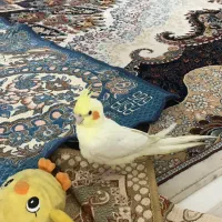 گمشده عروس هلندی