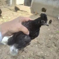 جوجه محلی ۲/۵ ماهه|حیوانات مزرعه|بهبهان, |دیوار