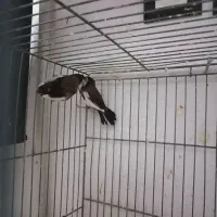 فنچ بنگالی جفت|پرنده|هشتگرد, تهران دشت|دیوار