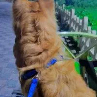 سگ خانگی اصل  آموزش دیده باهوش|سگ|میاندوآب, |دیوار