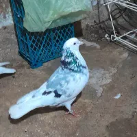 کبوتر کفتر