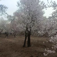 باغ ۲۰۰۰متری بهمن