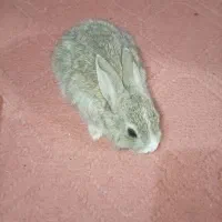 خرگوش|موش و خرگوش|اصفهان, مسجد مصلی|دیوار