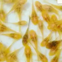 حلزون کیلرکت پوزه بوته ای