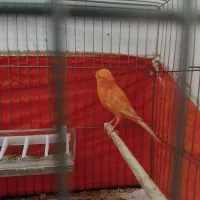 قناری اورجینال سرخ