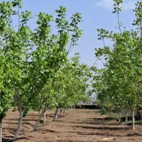 باغ ۲/۳۵۰ متر مربع|فروش زمین و ملک کلنگی|ماکو, |دیوار