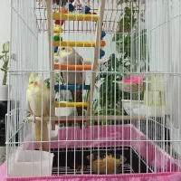 عروس هلندی ناز