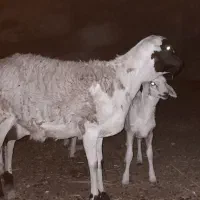 سومالی