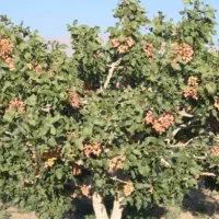 یک-هکتار-پسته-ثمری-رونیز-سفلی