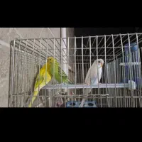 ۶عدد مرغ عشق معاوضه با قناری نر|پرنده|لاران, |دیوار