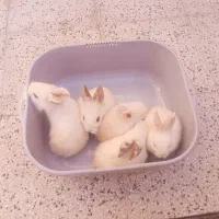 بچه خرگوش لوپ ناز و کوچولو|موش و خرگوش|نیشابور, ده حلاج|دیوار