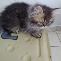 گربه میکس پرشین و بریتیش