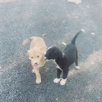 حیوان خانگی