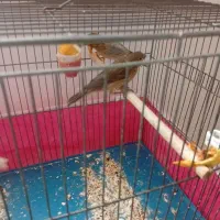 قناری|پرنده|فولادشهر, B7|دیوار