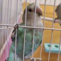 طوطی کوتوله