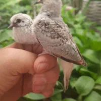 کبوتر  الماسی /|پرنده|شیراز, شهرک مدرس|دیوار