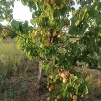باغ-تکمیل-فروشی