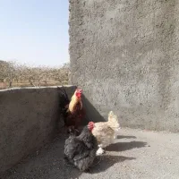 مرغ وخروس گلین لری