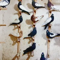 کفتر سینه ای پرشی زرنگ