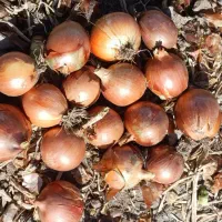 پیاز زرد درجه یک