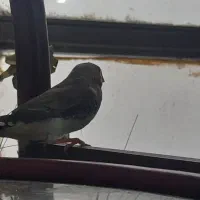 فنچ