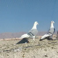 پشت گراف ماده