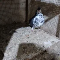 گلین،تهرونی ،دمگیر