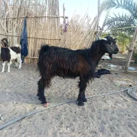 گوسفند فروشی