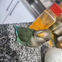 طوطی برزیلی  فول دستی|پرنده|شیراز, فرگاز|دیوار
