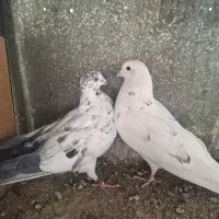 کبوتر