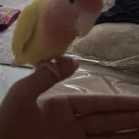 کوتوله برزیلی ماده|پرنده|ری, هاشم‌آباد|دیوار