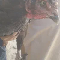 مرغ وخروس|حیوانات مزرعه|سراوان, |دیوار