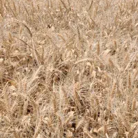 فروش کاه و کلش بصورت عمده
