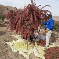 زمین کشاورزی.چاه آب سربیشه