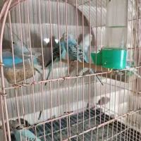 مرغ عشق|پرنده|رشت, پل تالشان|دیوار