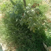 نظافت منزل. و باغبانی
