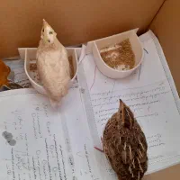 جوجه بلدرچین ماده یکماهه سرحال دونه پنجاه تومن|پرنده|کرج, کارخانه قند|دیوار