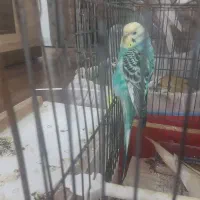 پرنده|پرنده|بجنورد, |دیوار