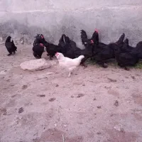 تخم مرغ نطفه دار مرندی