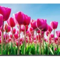 تلویزیون دوو ۵۰ اینچ|تلویزیون و پروژکتور|آباده, |دیوار