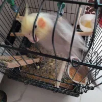 عروس هلندی نرسخنگو با قفس وسایل|پرنده|قدس, شهر‌قدس|دیوار